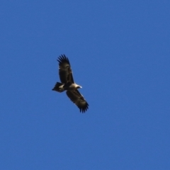 Aquila audax at Fyshwick, ACT - 5 May 2023