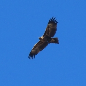 Aquila audax at Fyshwick, ACT - 5 May 2023