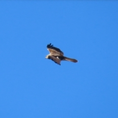 Haliastur sphenurus at Fyshwick, ACT - 5 May 2023