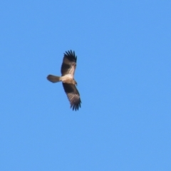 Haliastur sphenurus at Fyshwick, ACT - 5 May 2023