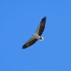 Haliaeetus leucogaster (White-bellied Sea-Eagle) at Fyshwick, ACT - 5 May 2023 by RodDeb