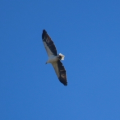 Haliaeetus leucogaster at Fyshwick, ACT - 5 May 2023 12:51 PM