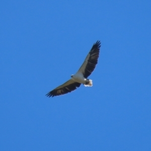 Haliaeetus leucogaster at Fyshwick, ACT - 5 May 2023 12:51 PM