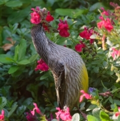 Anthochaera carunculata (Red Wattlebird) at Downer, ACT - 5 May 2023 by RobertD