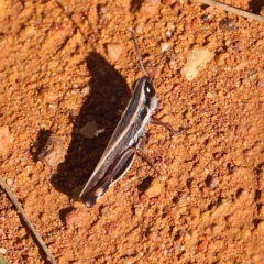 Macrotona australis (Common Macrotona Grasshopper) at Dryandra St Woodland - 5 May 2023 by ConBoekel