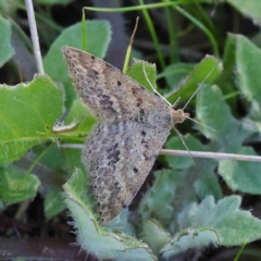 Scopula rubraria (Reddish Wave, Plantain Moth) at O'Connor, ACT - 5 May 2023 by ConBoekel