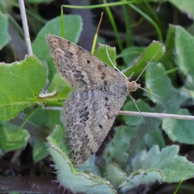 Scopula rubraria (Reddish Wave, Plantain Moth) at Dryandra St Woodland - 5 May 2023 by ConBoekel