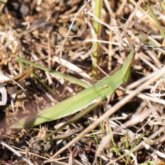 Acrida conica (Giant green slantface) at O'Connor, ACT - 5 May 2023 by ConBoekel