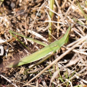 Acrida conica at O'Connor, ACT - 5 May 2023 03:15 PM