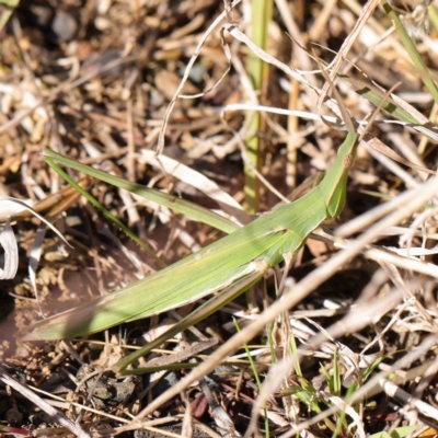 Acrida conica (Giant green slantface) at O'Connor, ACT - 5 May 2023 by ConBoekel