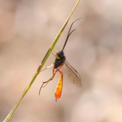 Dusona sp. (genus) (A Campopleginae Parasitic Wasp) at Dryandra St Woodland - 5 May 2023 by ConBoekel