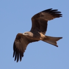 Milvus migrans (Black Kite) at Cunnamulla, QLD - 12 Aug 2017 by rawshorty