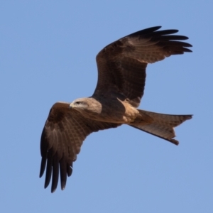 Milvus migrans at Cunnamulla, QLD - 12 Aug 2017 11:20 AM