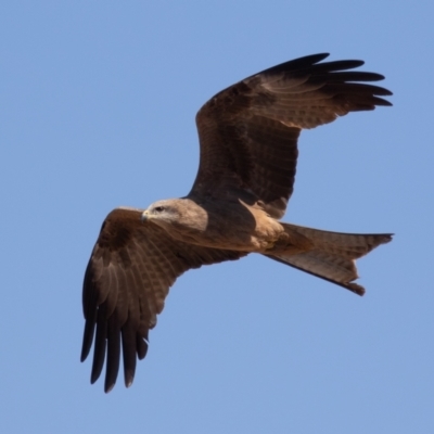 Milvus migrans (Black Kite) at Cunnamulla, QLD - 12 Aug 2017 by rawshorty