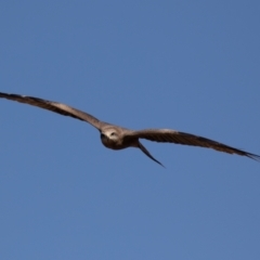 Milvus migrans at Cunnamulla, QLD - 12 Aug 2017