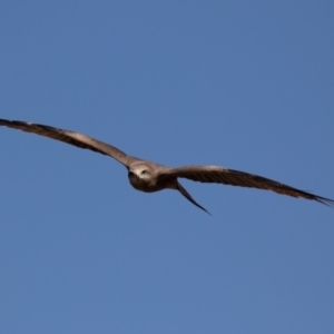 Milvus migrans at Cunnamulla, QLD - 12 Aug 2017 11:20 AM