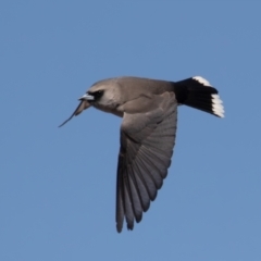 Artamus cinereus (Black-faced Woodswallow) at Cunnamulla, QLD - 12 Aug 2017 by rawshorty