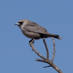 Artamus cinereus at Cunnamulla, QLD - 12 Aug 2017