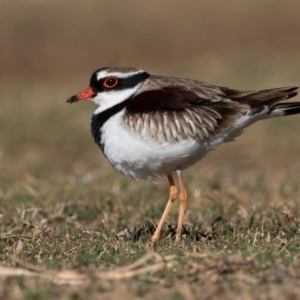 Charadrius melanops at Cunnamulla, QLD - 12 Aug 2017