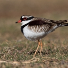 Charadrius melanops (Black-fronted Dotterel) at Cunnamulla, QLD - 11 Aug 2017 by rawshorty