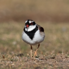 Charadrius melanops at Cunnamulla, QLD - 12 Aug 2017 09:11 AM