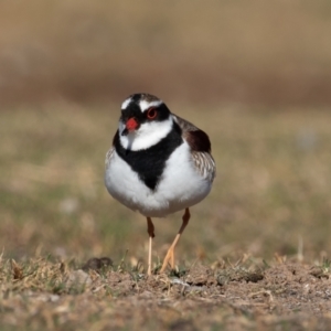 Charadrius melanops at Cunnamulla, QLD - 12 Aug 2017