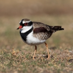 Charadrius melanops at Cunnamulla, QLD - 12 Aug 2017 09:11 AM