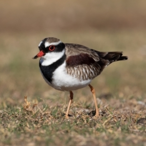 Charadrius melanops at Cunnamulla, QLD - 12 Aug 2017