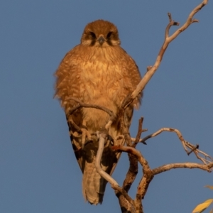 Falco berigora at Cunnamulla, QLD - 12 Aug 2017 07:30 AM