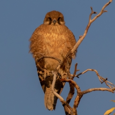 Falco berigora (Brown Falcon) at Cunnamulla, QLD - 11 Aug 2017 by rawshorty