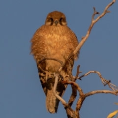 Falco berigora (Brown Falcon) at Cunnamulla, QLD - 11 Aug 2017 by rawshorty
