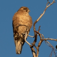 Falco berigora at Cunnamulla, QLD - 12 Aug 2017