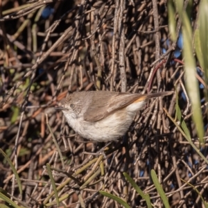 Acanthiza uropygialis at Cunnamulla, QLD - 13 Aug 2017 07:58 AM