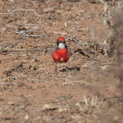 Epthianura tricolor (Crimson Chat) at Cunnamulla, QLD - 13 Aug 2017 by rawshorty
