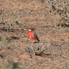 Epthianura tricolor at Cunnamulla, QLD - 13 Aug 2017