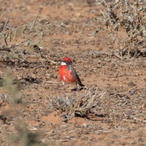 Epthianura tricolor at Cunnamulla, QLD - 13 Aug 2017 09:10 AM