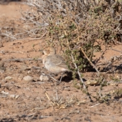 Epthianura tricolor at Cunnamulla, QLD - 13 Aug 2017 09:10 AM