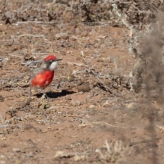 Epthianura tricolor at Cunnamulla, QLD - 13 Aug 2017 09:10 AM