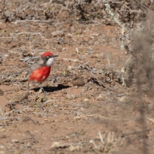 Epthianura tricolor at Cunnamulla, QLD - 13 Aug 2017