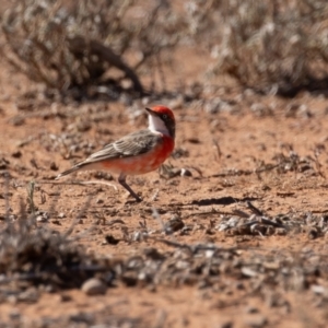 Epthianura tricolor at Cunnamulla, QLD - 13 Aug 2017