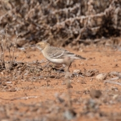 Epthianura tricolor at Cunnamulla, QLD - 13 Aug 2017