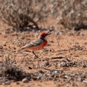 Epthianura tricolor at Cunnamulla, QLD - 13 Aug 2017