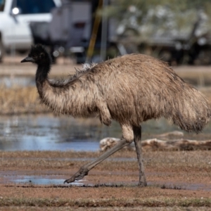 Dromaius novaehollandiae (Emu) at Cunnamulla, QLD by rawshorty