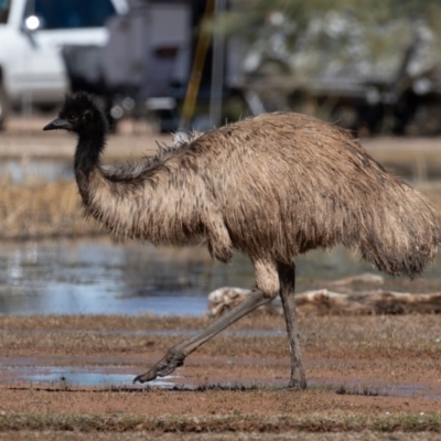 Dromaius novaehollandiae (Emu) at Cunnamulla, QLD - 12 Aug 2017 by rawshorty