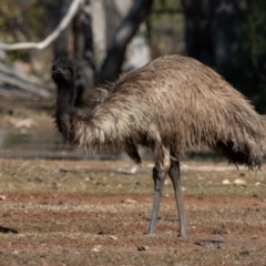 Dromaius novaehollandiae at Cunnamulla, QLD - 12 Aug 2017 01:15 PM