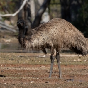 Dromaius novaehollandiae at Cunnamulla, QLD - 12 Aug 2017