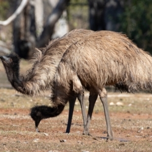 Dromaius novaehollandiae at Cunnamulla, QLD - 12 Aug 2017 01:15 PM