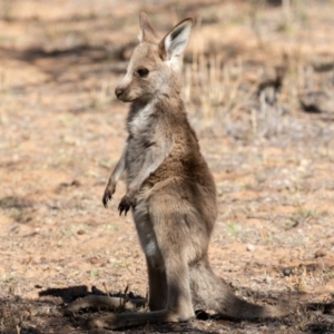 Macropus giganteus (Eastern Grey Kangaroo) at Cunnamulla, QLD by rawshorty