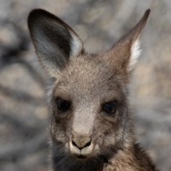 Macropus giganteus at Cunnamulla, QLD - 12 Aug 2017 01:45 PM