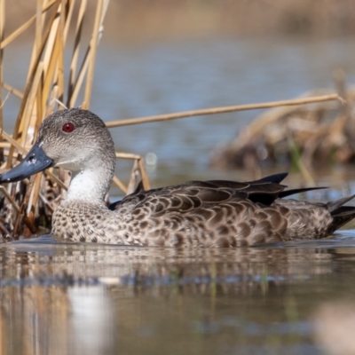 Anas gracilis (Grey Teal) at Cunnamulla, QLD - 12 Aug 2017 by rawshorty